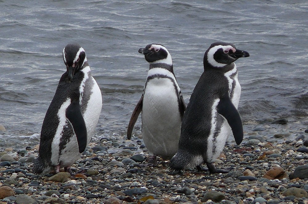 Magellanic Penguin - ML47268031