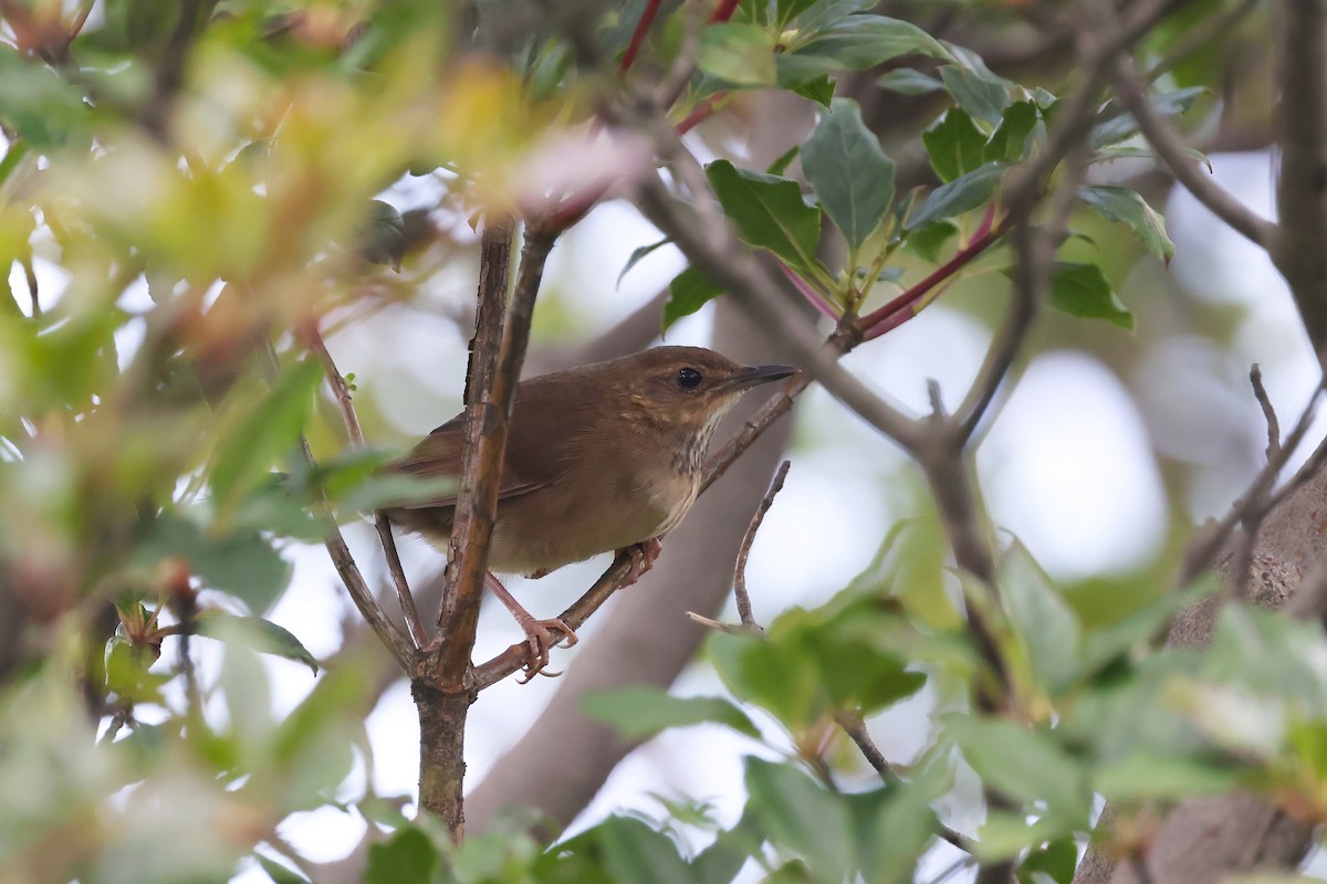 Russet Bush Warbler - Hang Ye