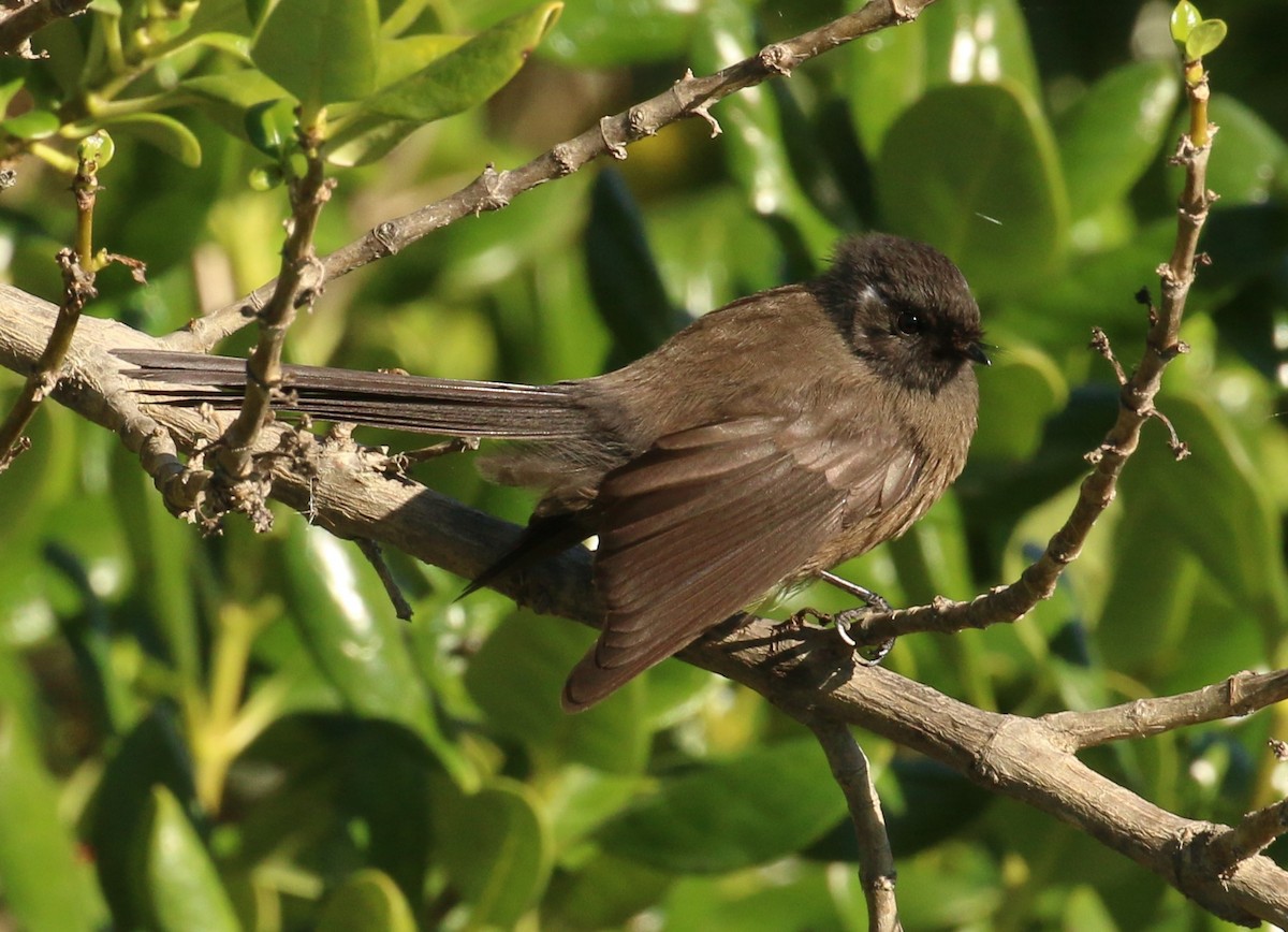 New Zealand Fantail - Geoff de Lisle