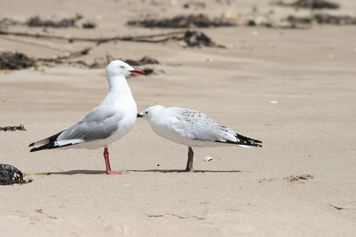 Silver Gull (Red-billed) - ML47268101