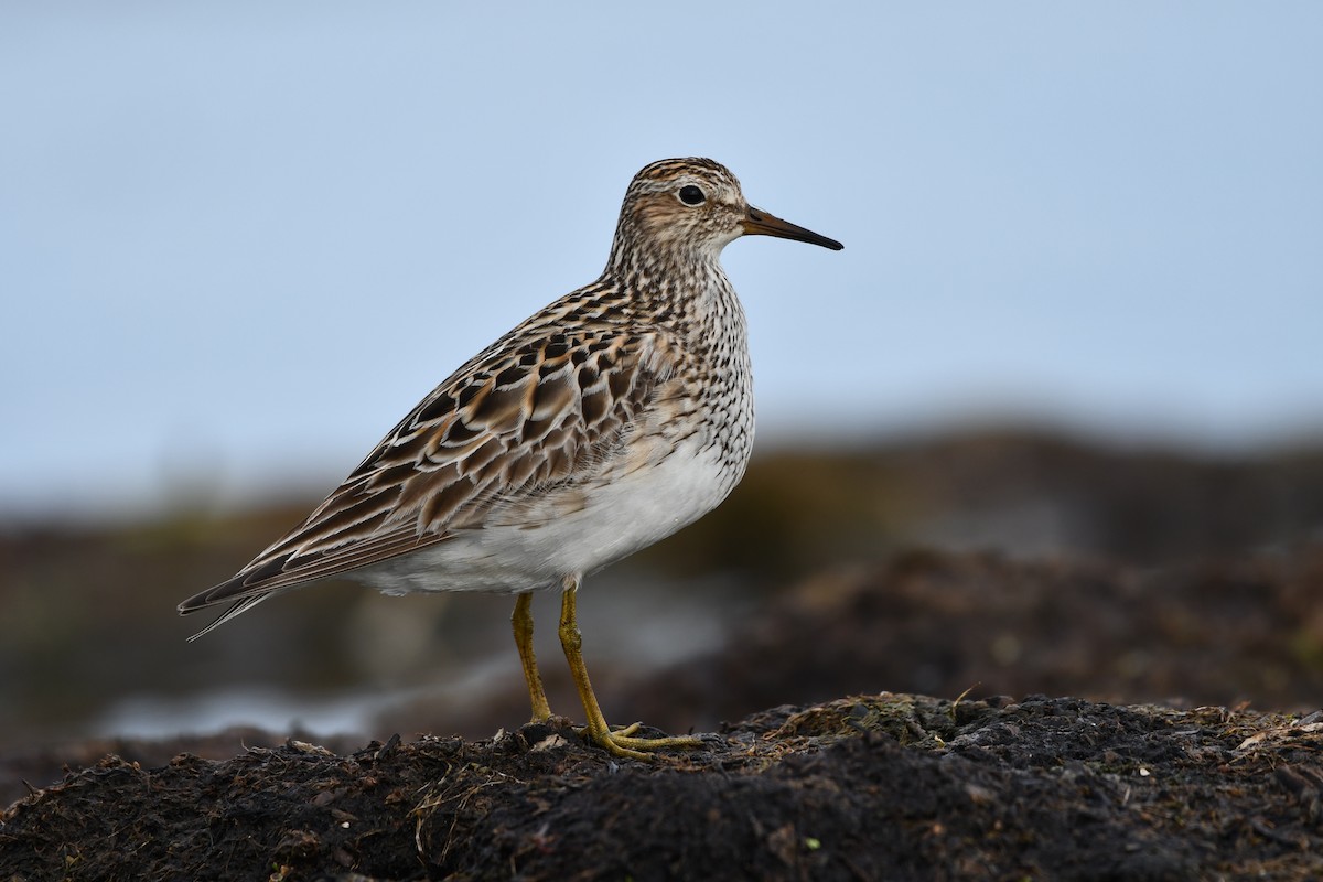 pectoral sandpiper calidris melanotos Pectoral Sandpiper (Calidris melanotos)