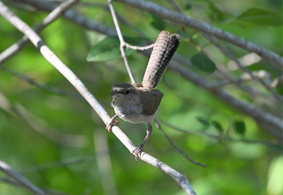 Bewick's Wren - ML472681541