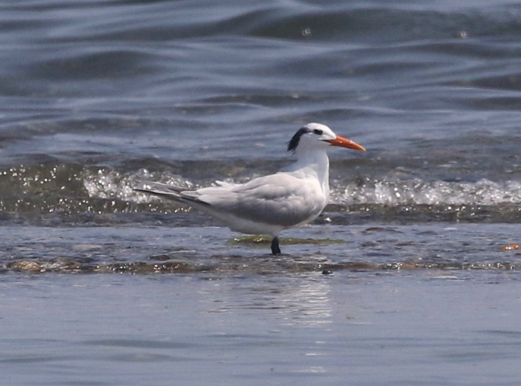 Royal Tern - ML472681741