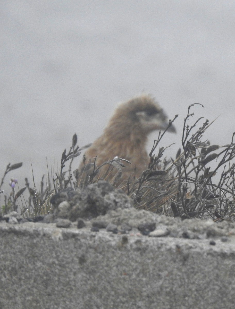 Carunculated Caracara - ML472682571