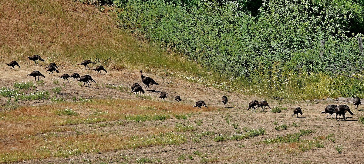 Wild Turkey - Hank Heiberg