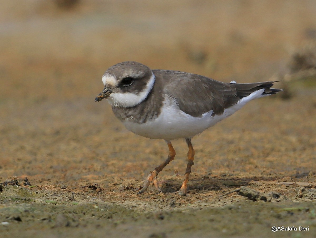 Common Ringed Plover - Fanis Theofanopoulos (ASalafa Deri)