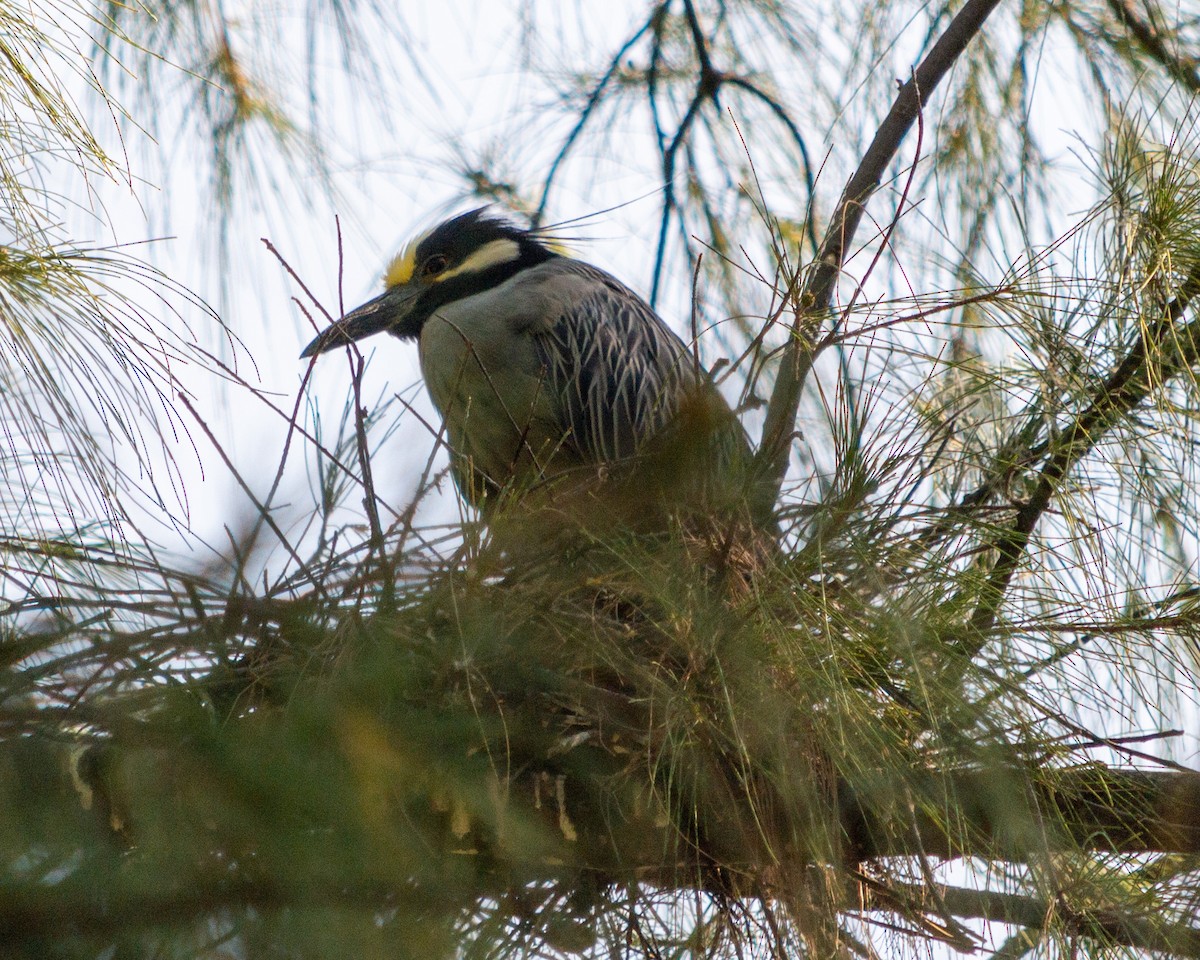 Yellow-crowned Night Heron - ML472683391