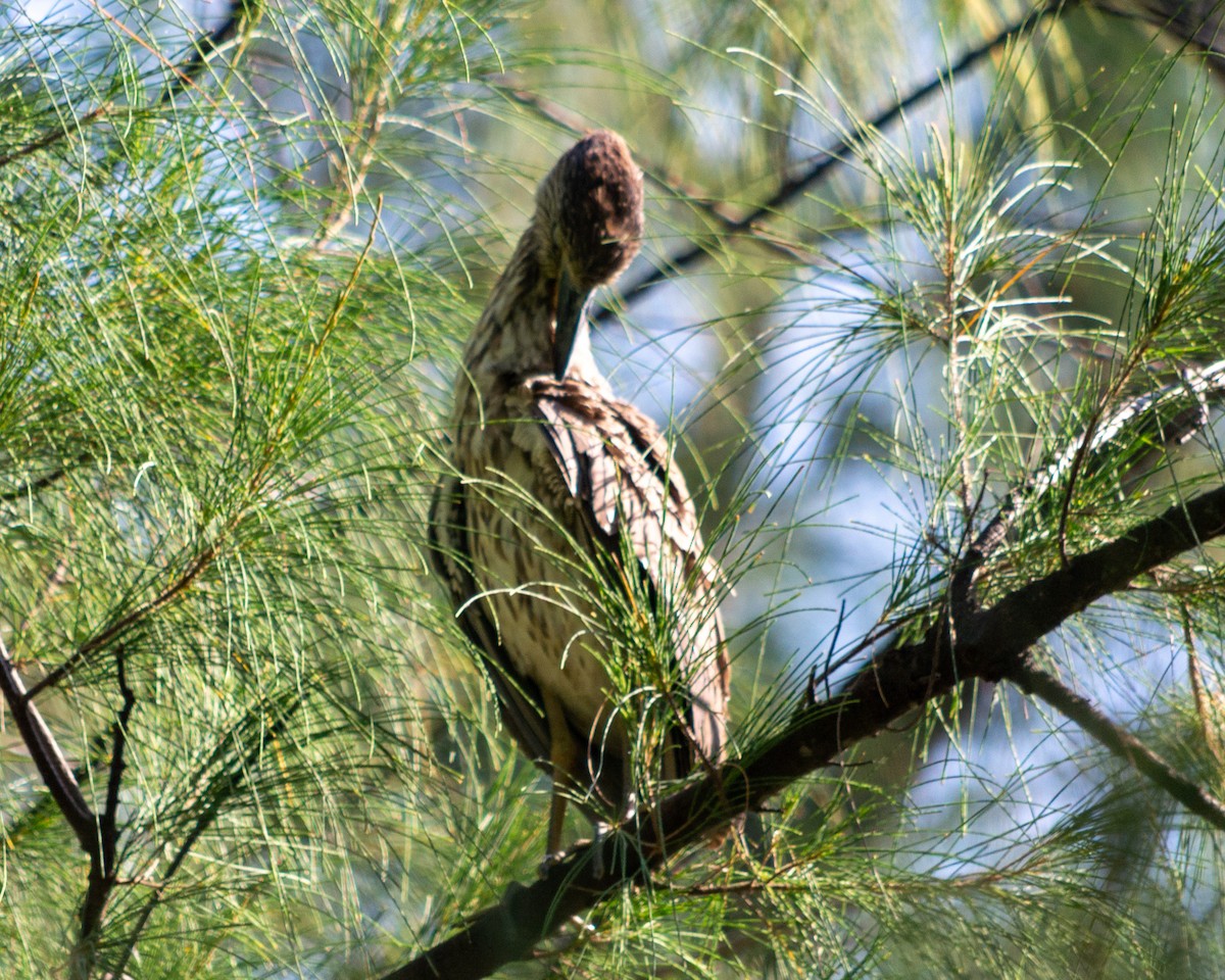 Yellow-crowned Night Heron - ML472683401