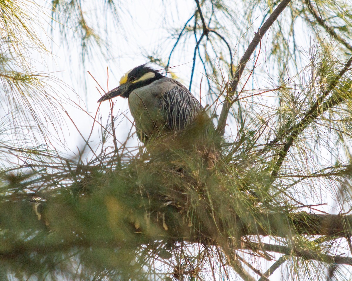 gulkronehegre - ML472683411