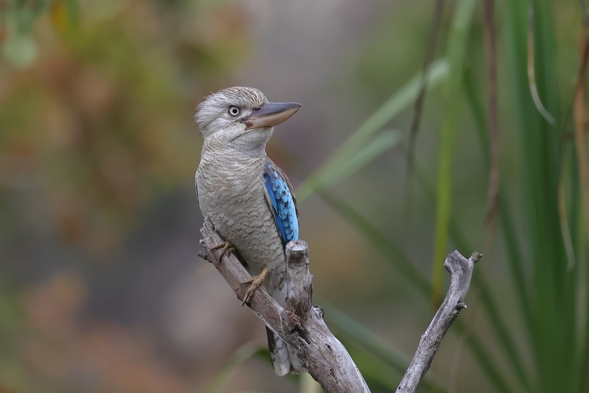 Blue-winged Kookaburra - ML472683871