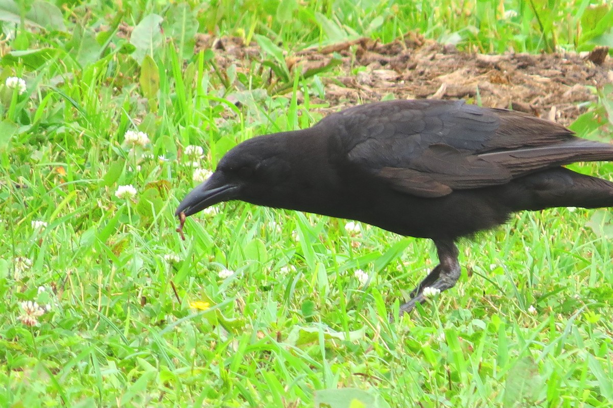 American Crow - ML472684091
