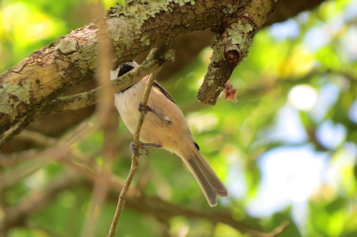 Carolina Chickadee - ML472684121