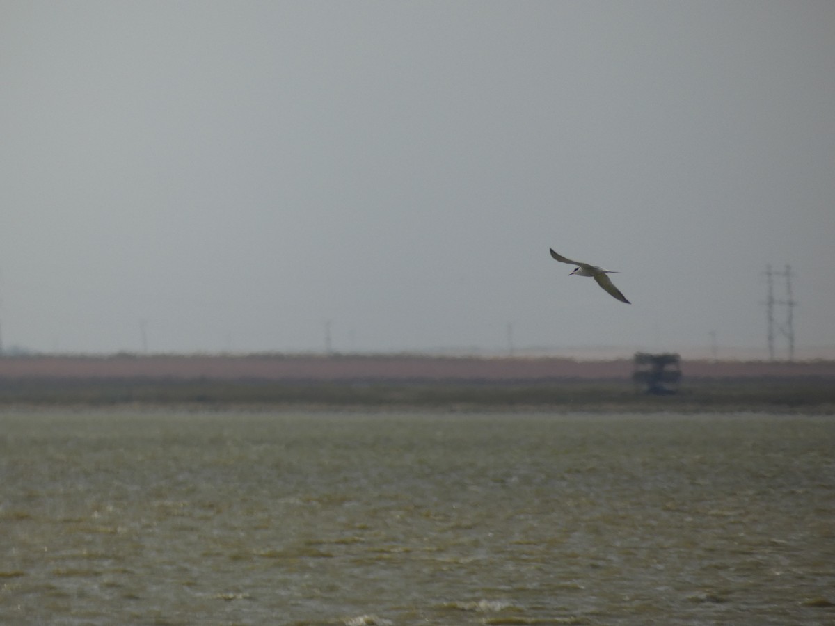 Common Tern - Lucie Parker