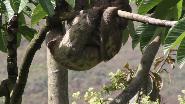 Pale-throated Sloth - ML472685