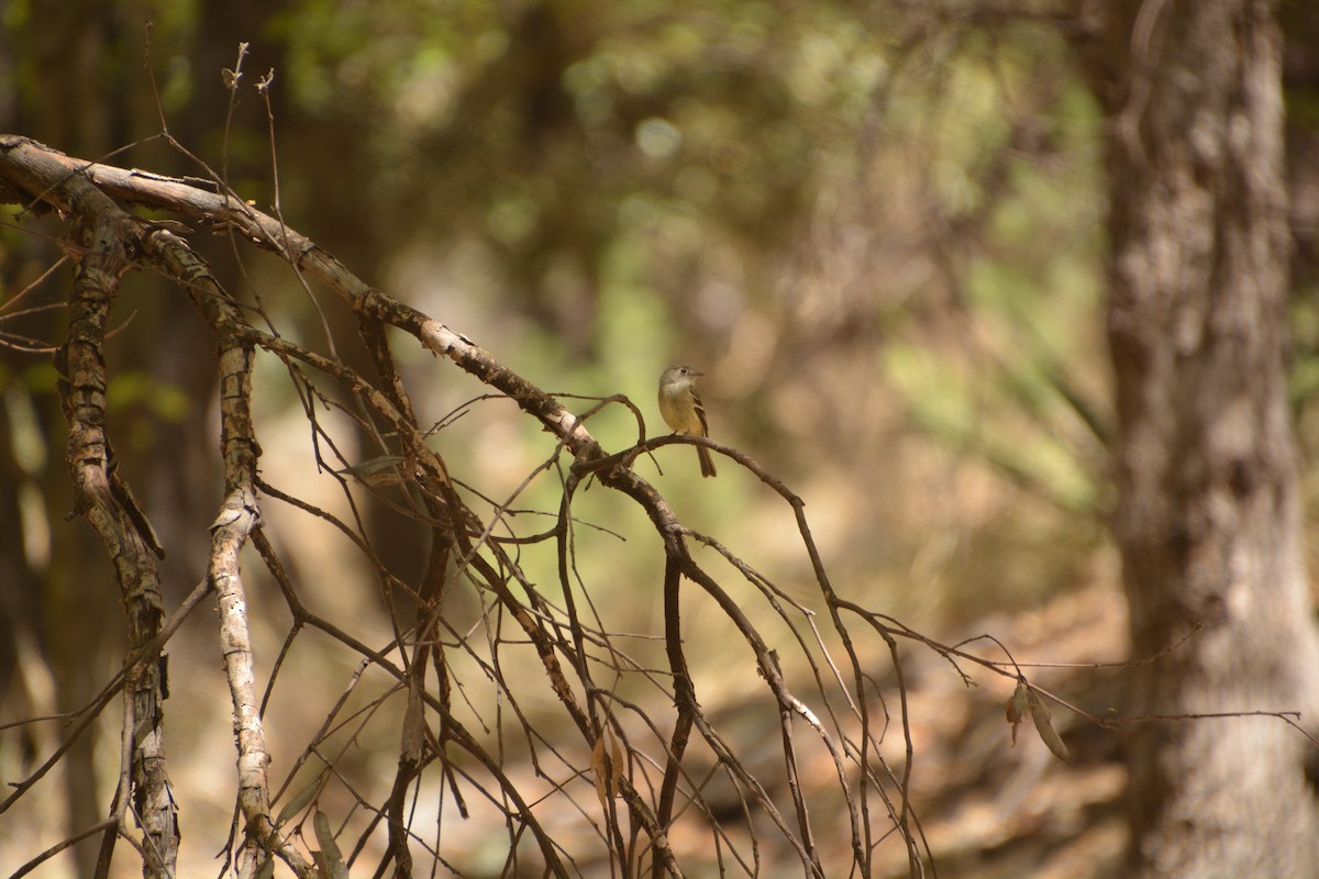 Dusky Flycatcher - ML472687201