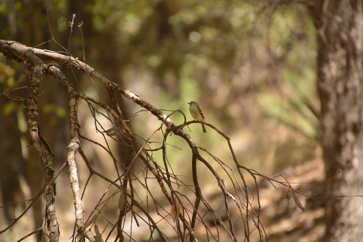 Dusky Flycatcher - ML472687221