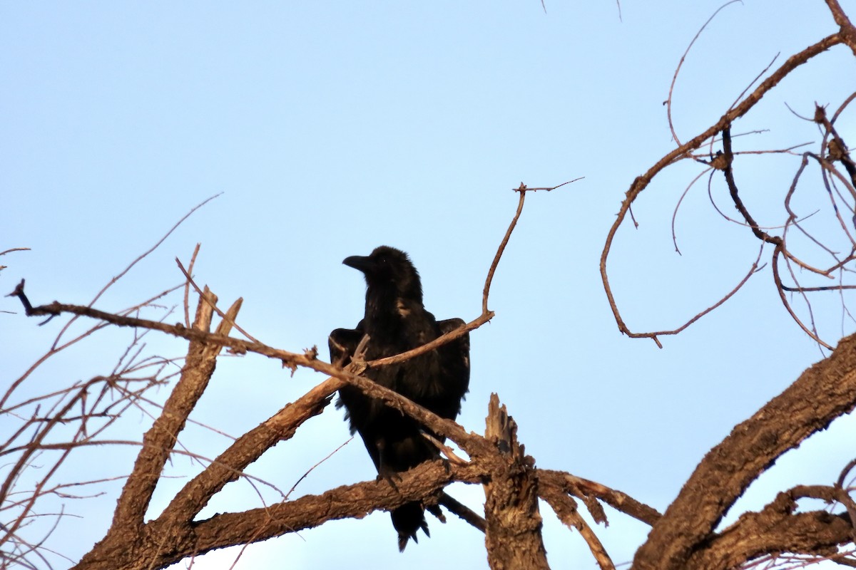 Chihuahuan Raven - ML472687901