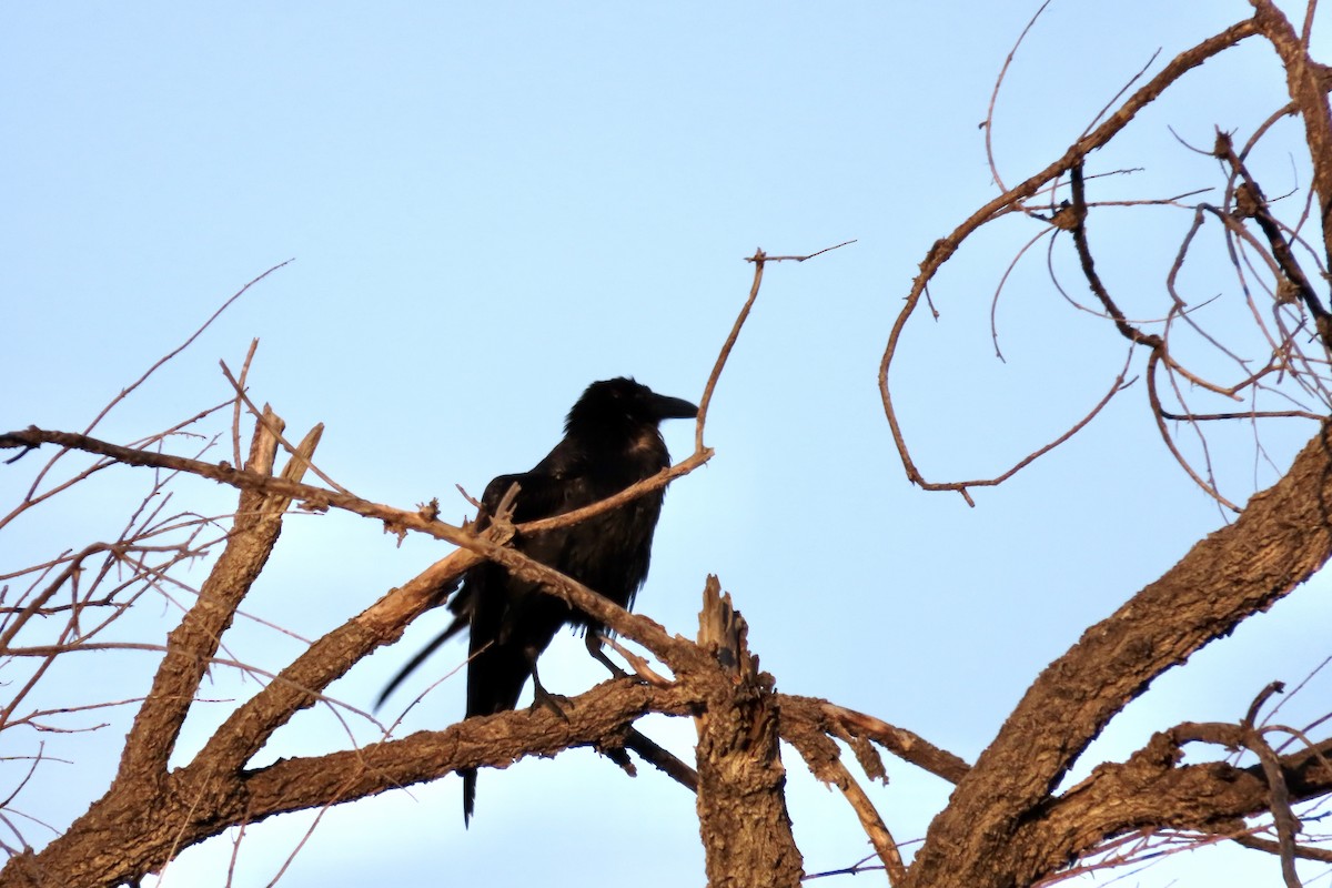 Chihuahuan Raven - ML472687911