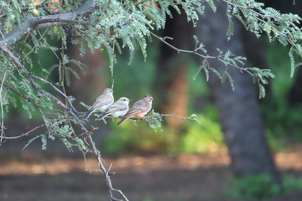 Say's Phoebe - ML472687981