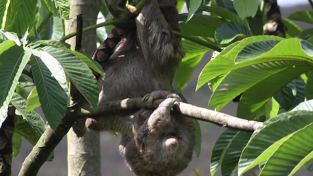 Pale-throated Sloth - ML472688