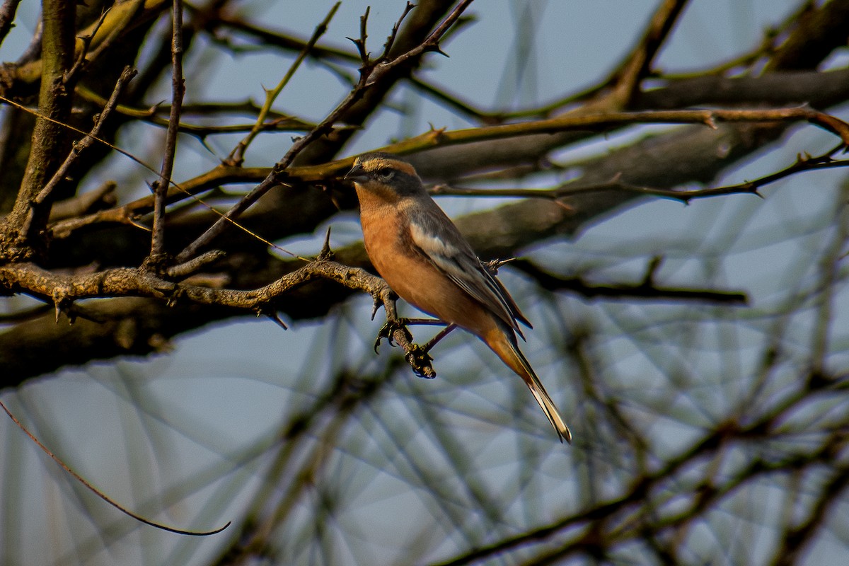 Cinnamon Warbling Finch - Danilo Druetto