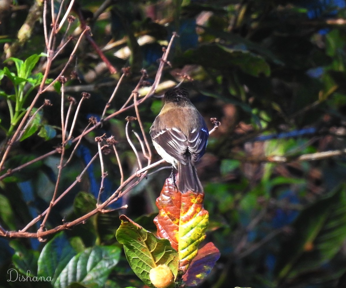 Black-capped Flycatcher - ML472688891