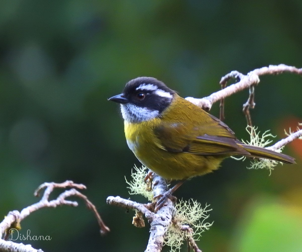 Sooty-capped Chlorospingus - ML472688931