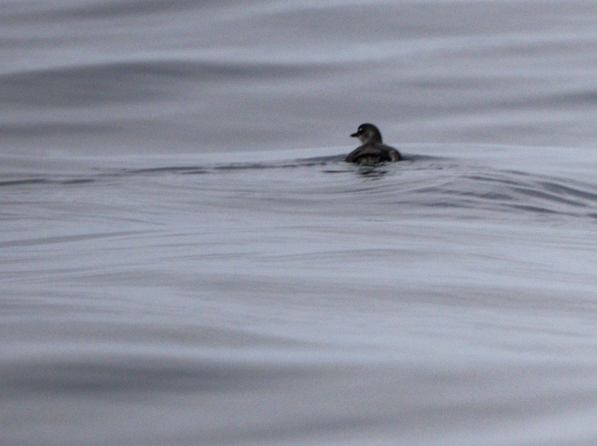 Cassin's Auklet - ML472689371