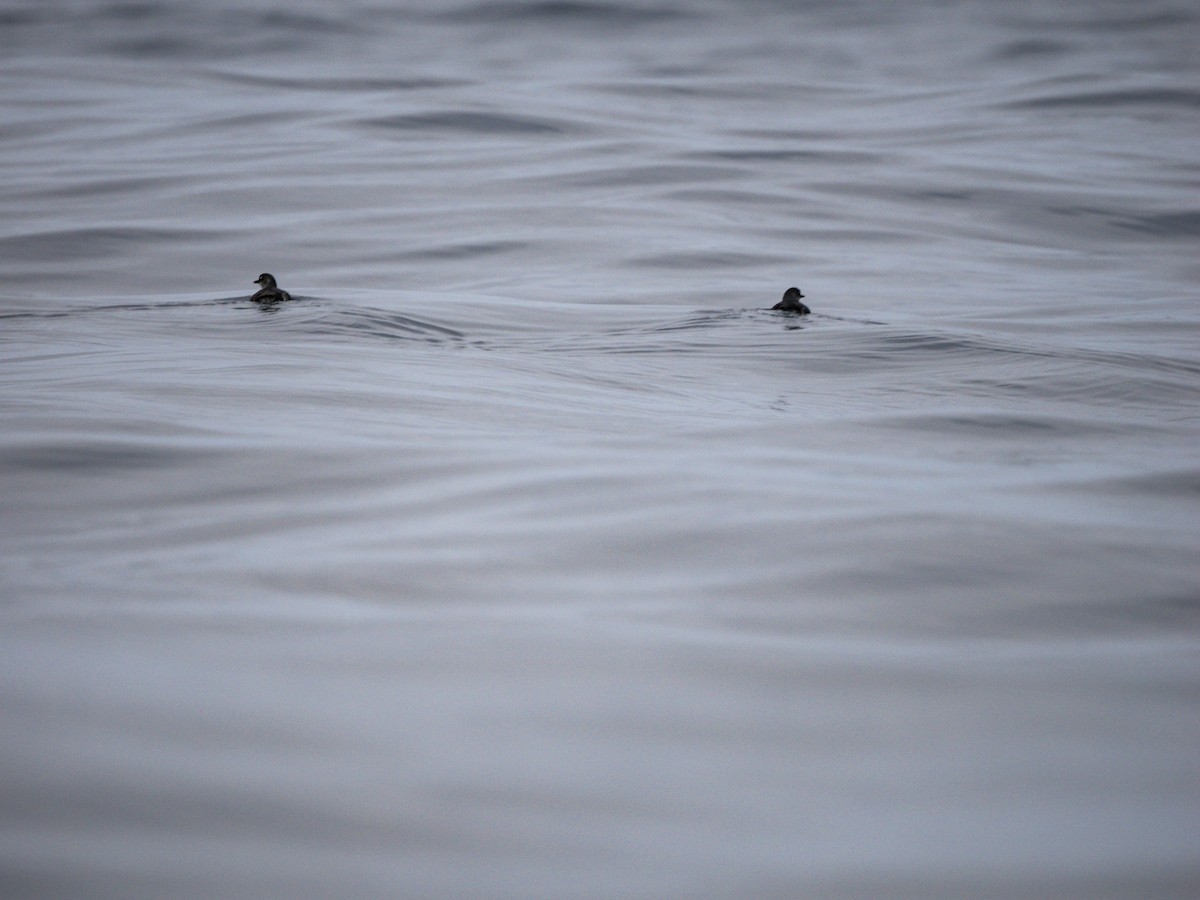 Cassin's Auklet - ML472689391