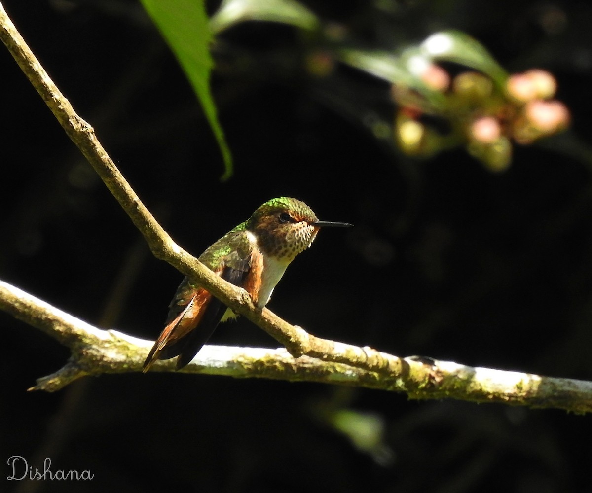 Scintillant Hummingbird - ML472689691