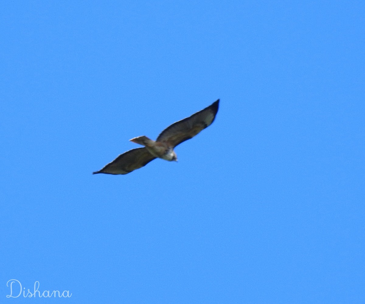 Red-tailed Hawk - ML472689721