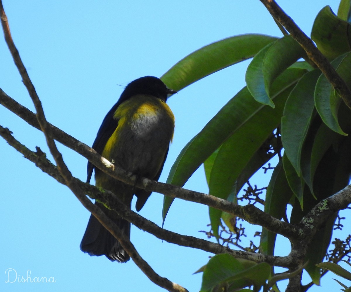 Black-and-yellow Silky-flycatcher - ML472689761