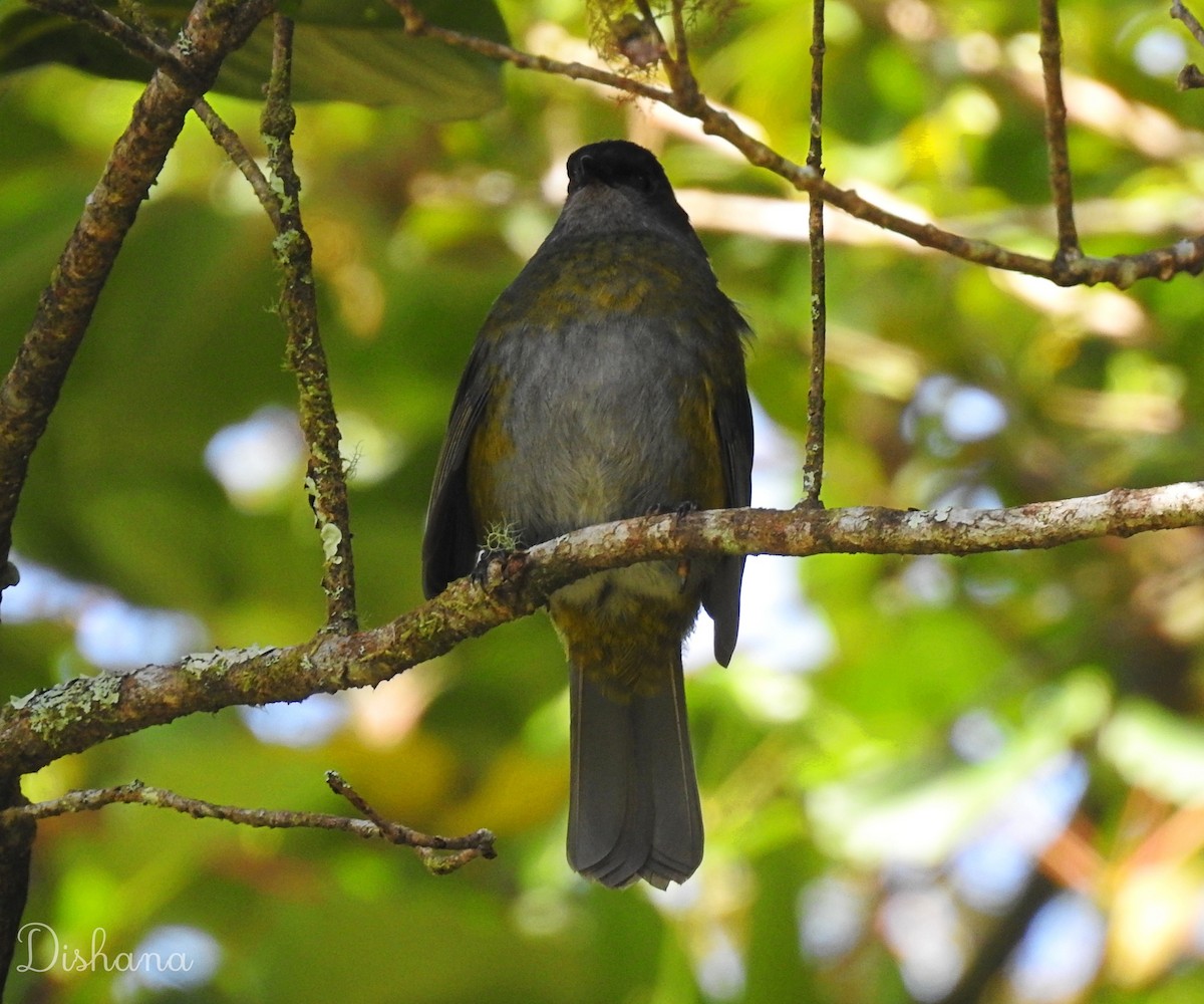 Black-and-yellow Silky-flycatcher - ML472689781