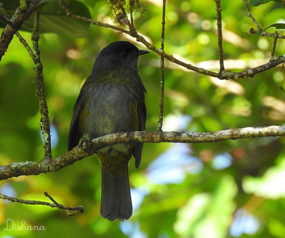 Black-and-yellow Silky-flycatcher - ML472689791