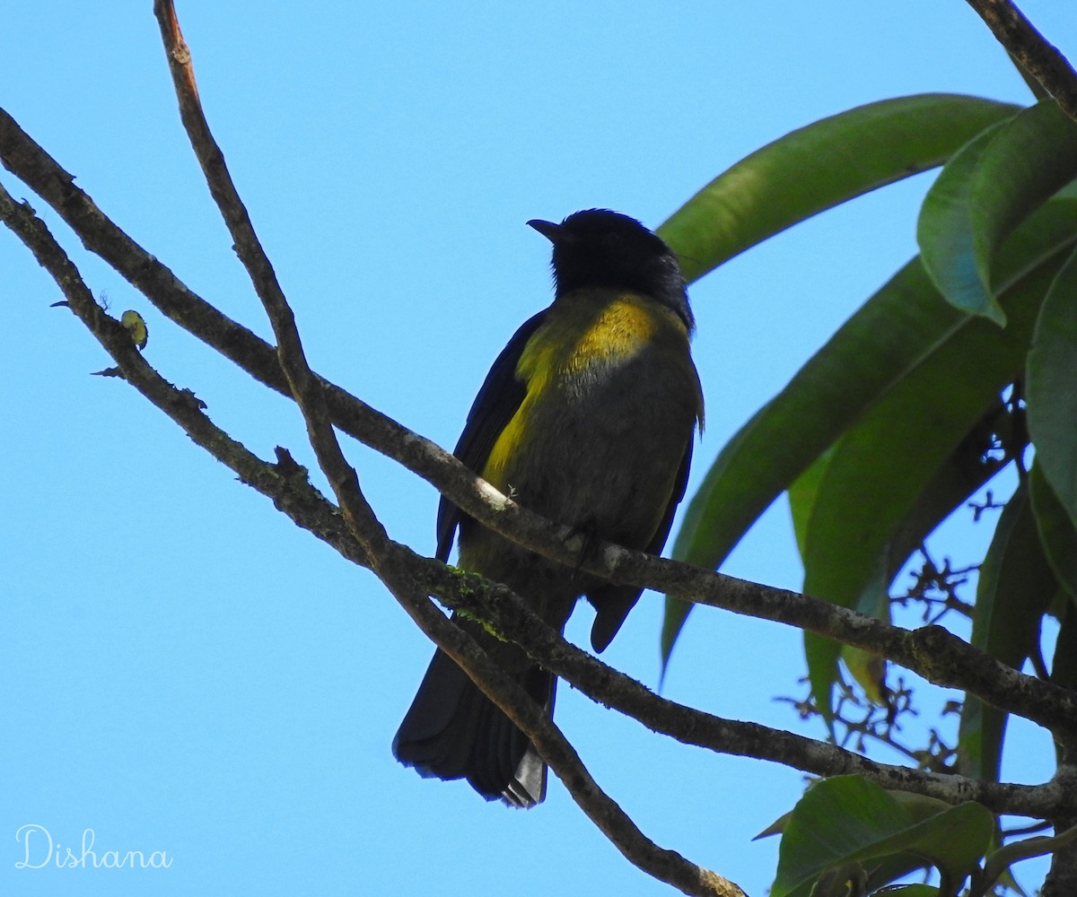Black-and-yellow Silky-flycatcher - ML472689801