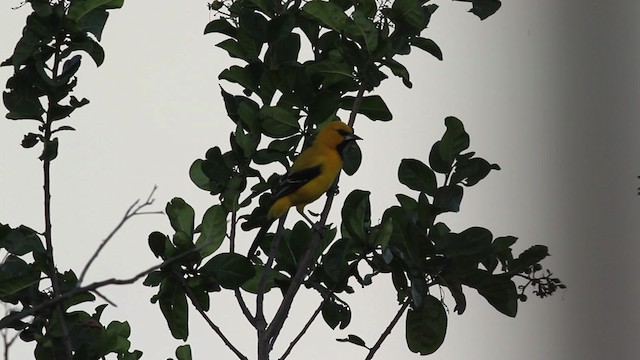 Oriole jaune - ML472690