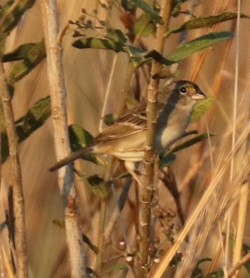 Grassland Sparrow - ML472690411