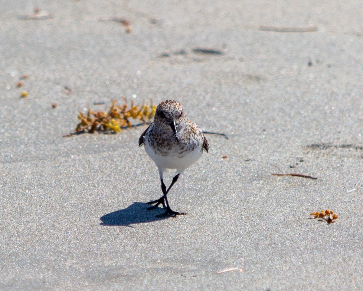 sandløper - ML472690961