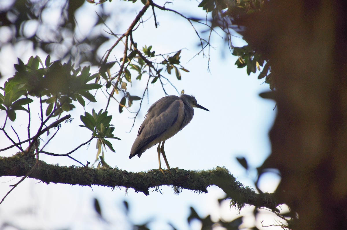 Pacific Reef-Heron - Daniel Gallagher