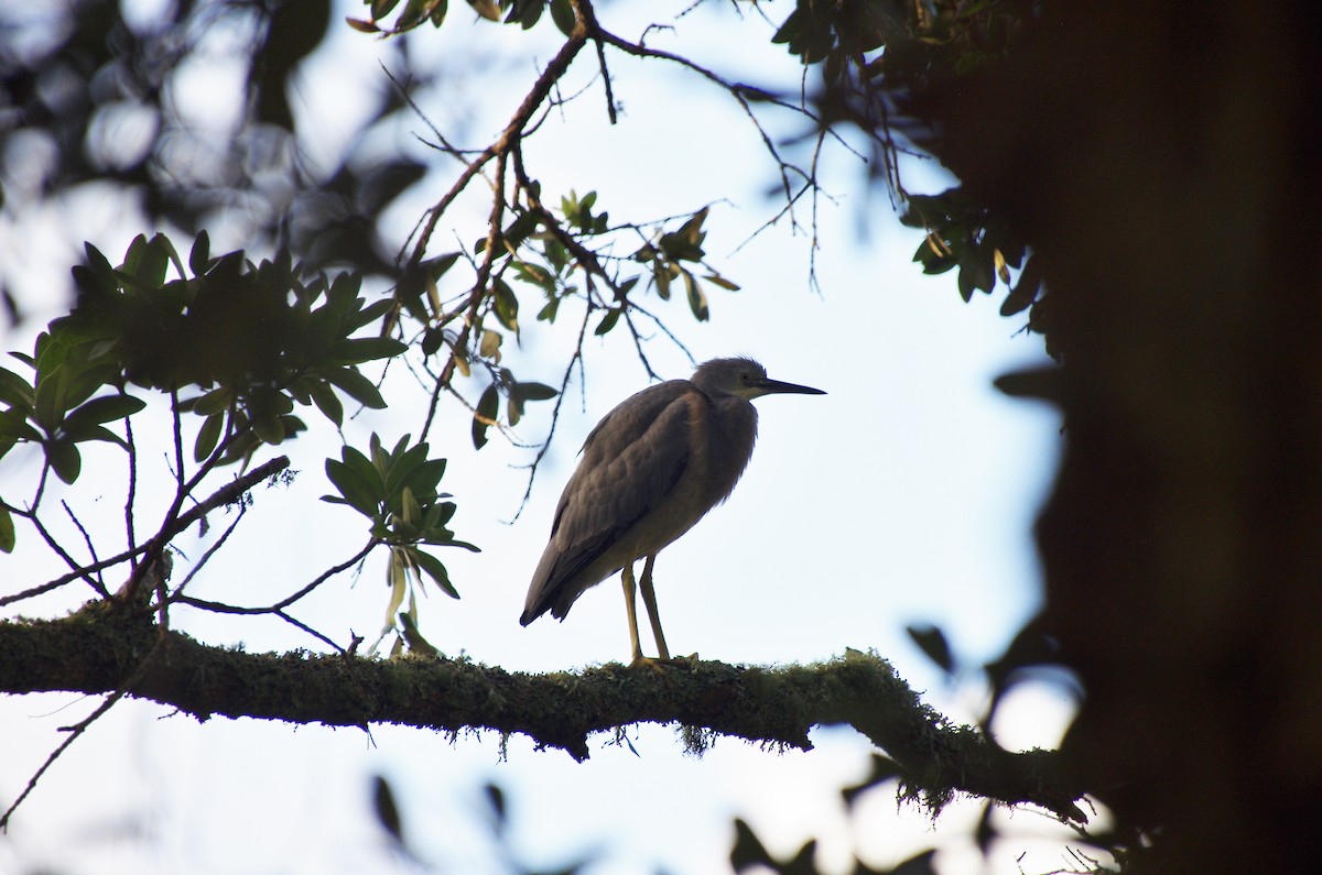 Pacific Reef-Heron - ML472691331