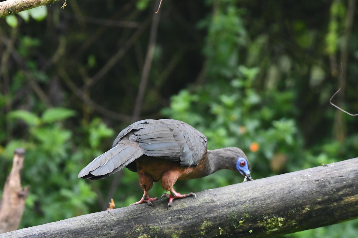 Sickle-winged Guan - D T