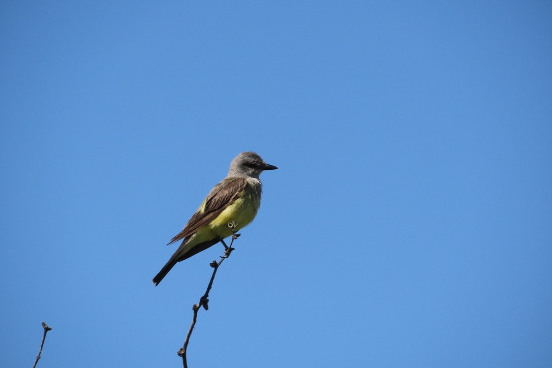 Western Kingbird - ML472694281