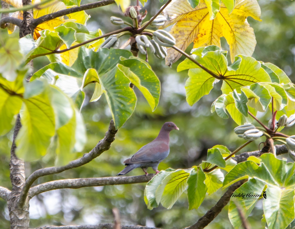 Red-billed Pigeon - Freddy Herrera