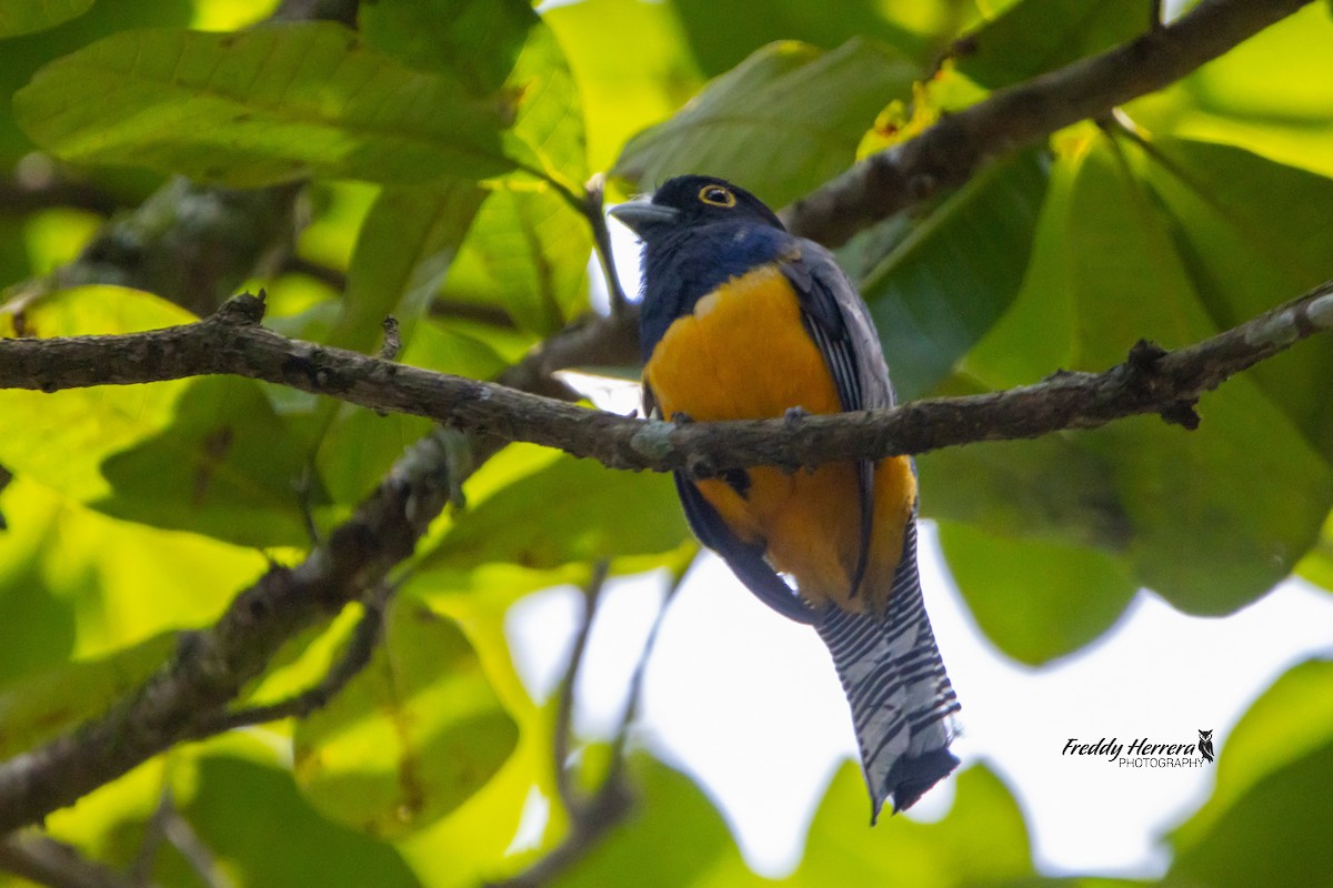 Gartered Trogon - Freddy Herrera