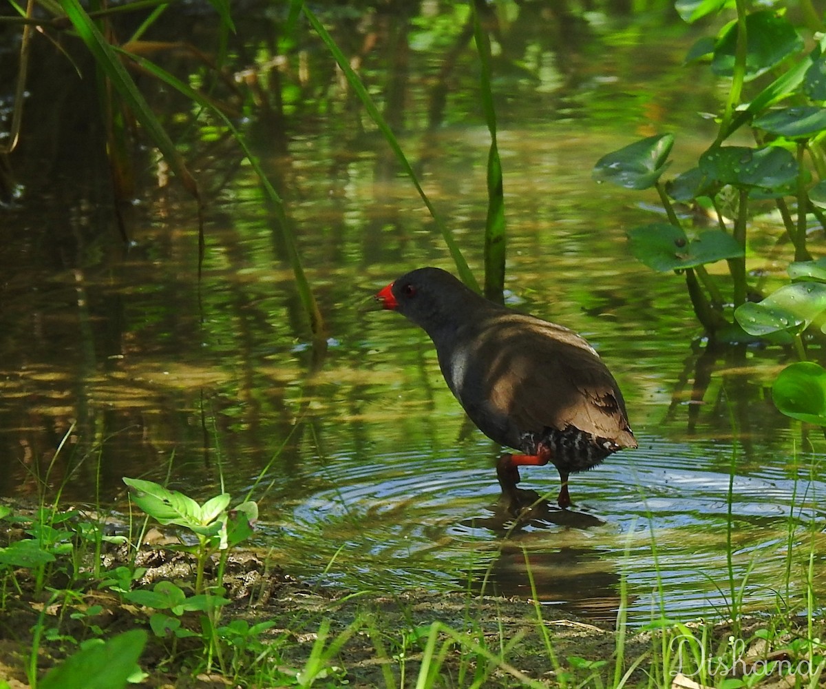 Paint-billed Crake - ML472694781