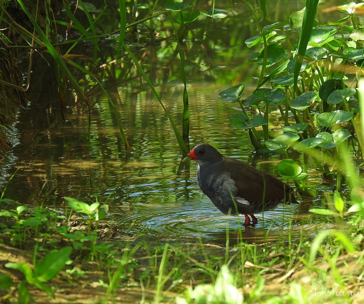 Paint-billed Crake - ML472694791