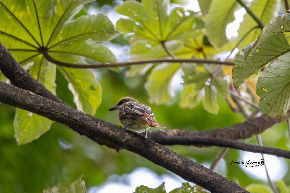 Streaked Flycatcher - ML472694811