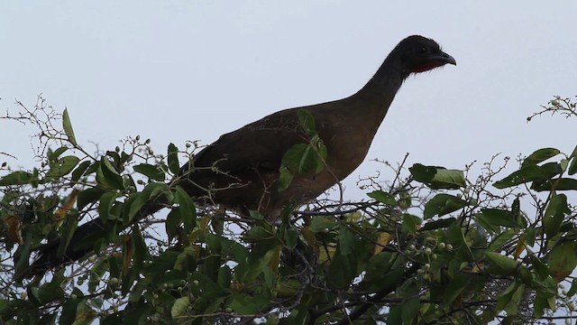 Chachalaca Culirroja (ruficauda) - ML472696