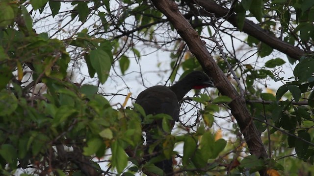 Chachalaca Culirroja (ruficauda) - ML472697