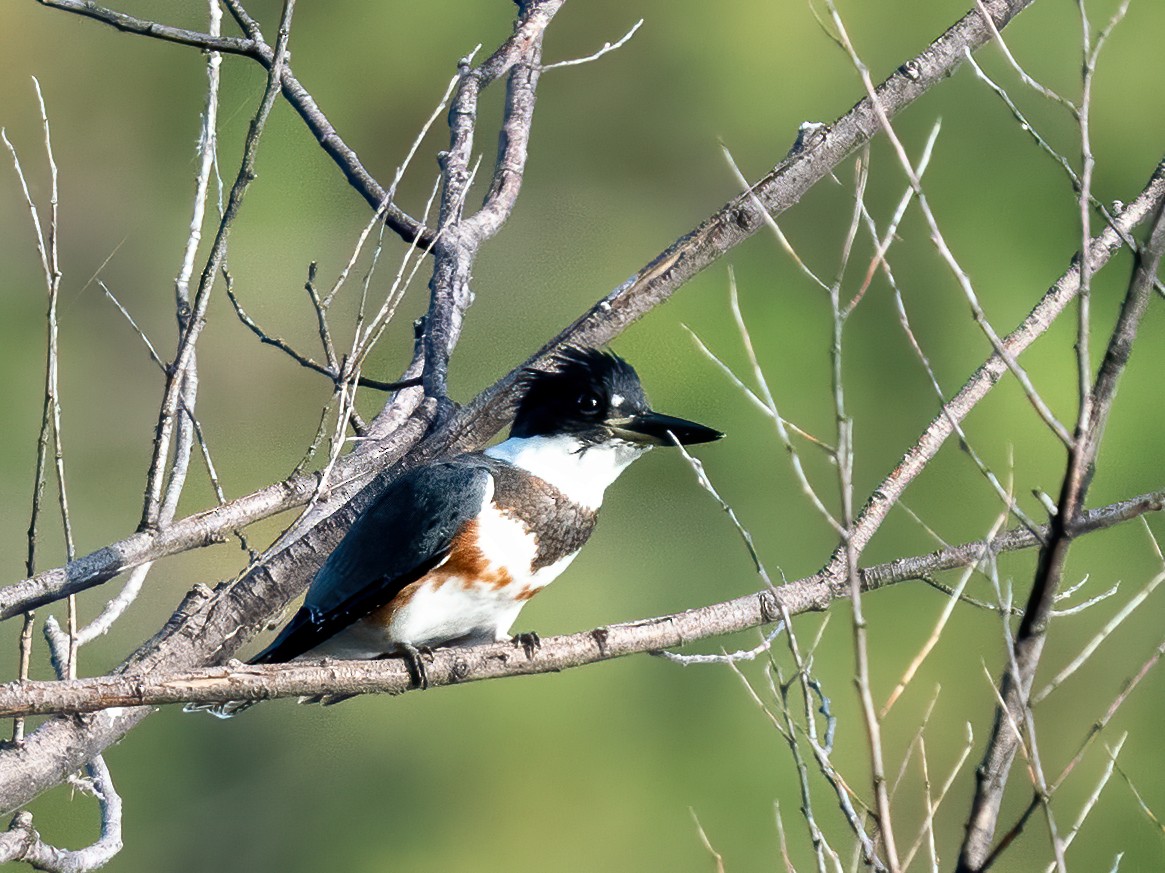 Belted Kingfisher - Robert Shull